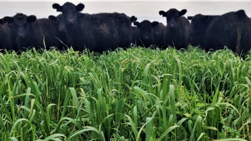 Ganadería: la vicia mejora la dieta y aumenta la producción de carne