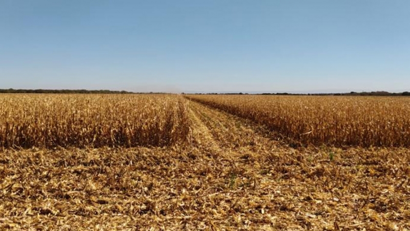Evaluación de híbridos de maíz tardío en el centro norte de Córdoba Año 2020