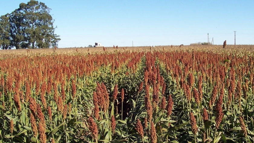 Proyectan aumento del área de sorgo y una baja del maíz
