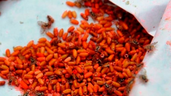 Mendoza exportará 440 millones de moscas estériles a Marruecos
