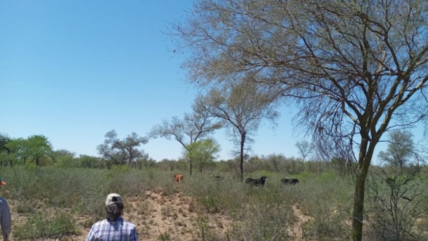 En el departamento Alberdi realizan estudios de proyectos de Bosques Nativos