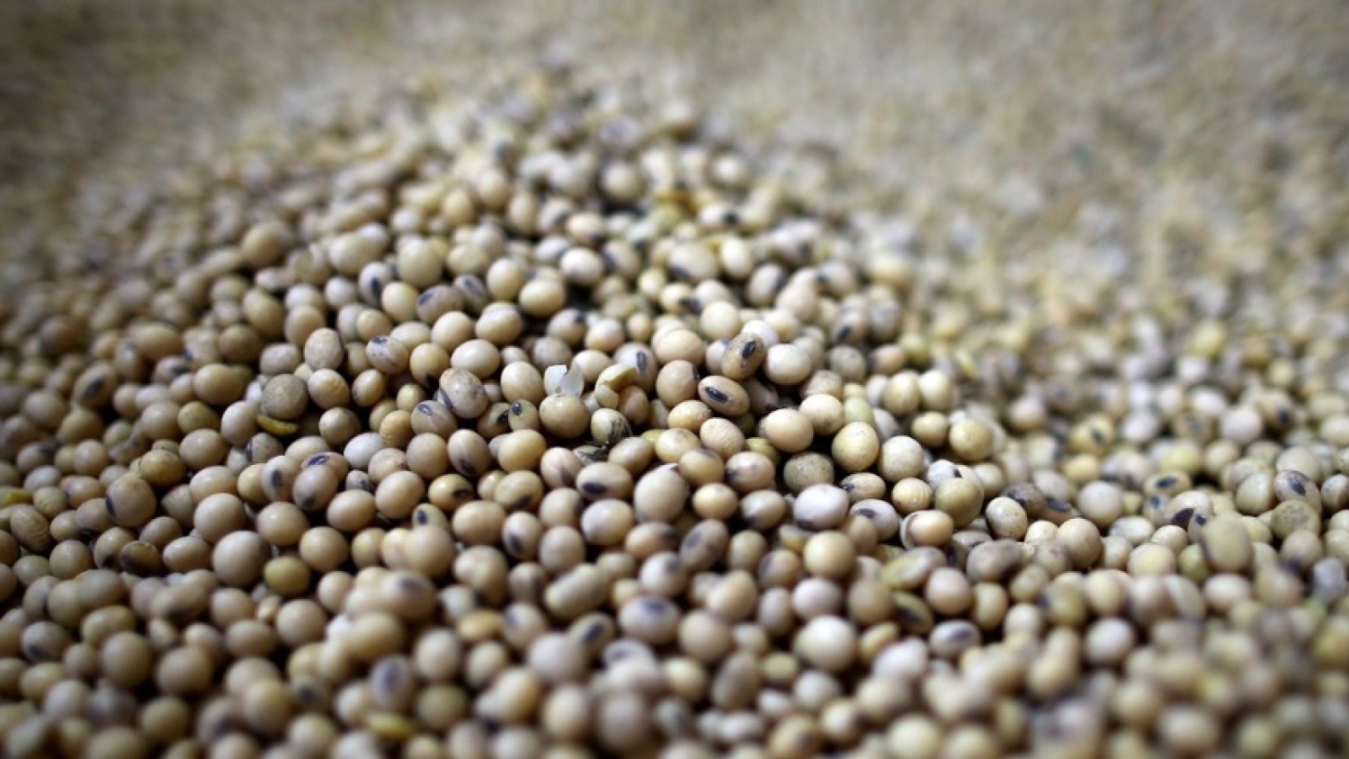 Argentina refuerza la protección de variedades vegetales para incentivar inversiones de largo plazo