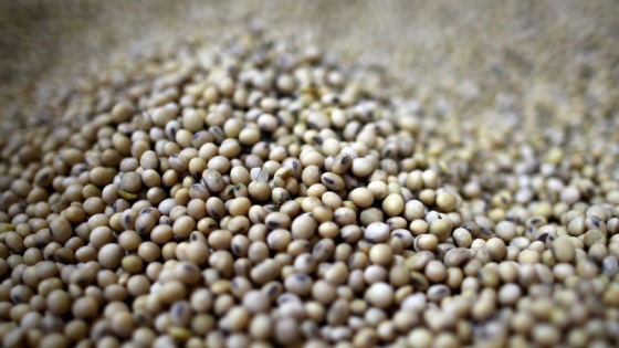 Argentina refuerza la protección de variedades vegetales para incentivar inversiones de largo plazo