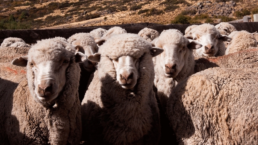 Producir, conservar y subsistir, el dilema ganadero patagónico
