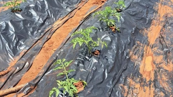 Tecnología argentina para el tomate africano: el INTA impulsa mejoras productivas en Mozambique