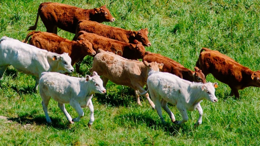 Calostro: un alimento que define el futuro productivo de un rodeo lechero