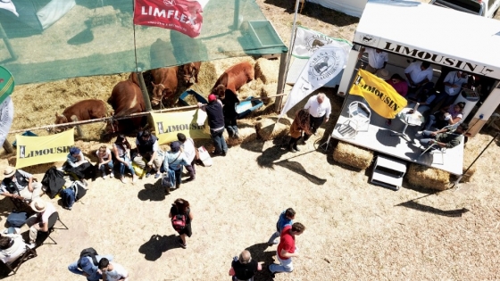 Limousin exhibirá en Expoagro su performance superior y sus cualidades como raza cruzante
