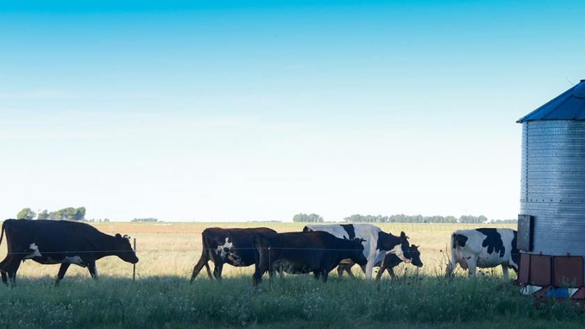 Agricultura y Salud incorporan la elaboración artesanal de productos lácteos al Código Alimentario Argentino