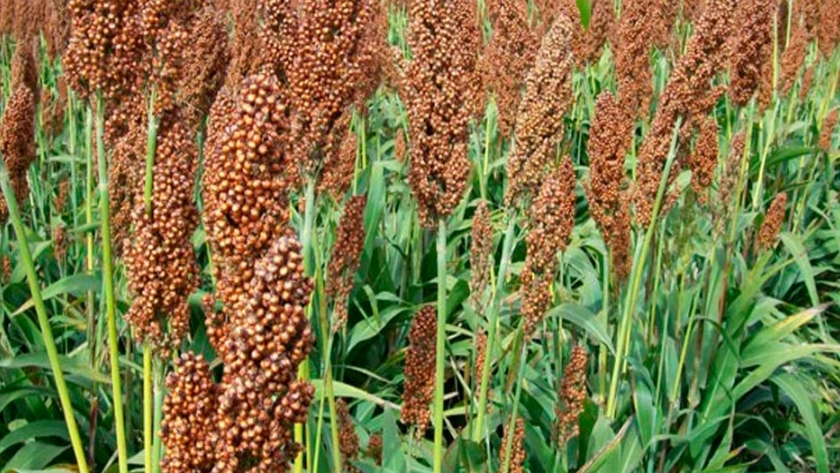 El mercado chino se volvió a abrir para el sorgo argentino 