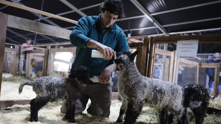 La Rural: buen ánimo y expectativas por negocios entre los expositores