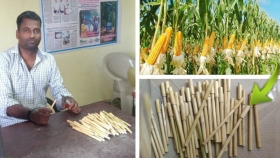 Bolígrafos biodegradables a través de los desechos de cultivos de maíz