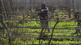Productores de fruta de Chile perdieron 150 millones de dólares por temporal