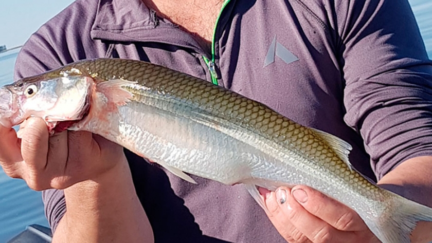 Pesca de Pejerrey o Matungo (0dontesthes bonariensis)