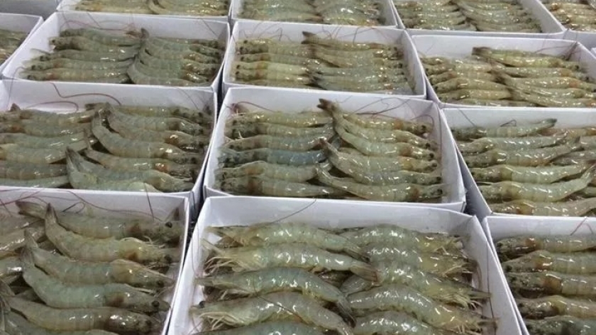 Mercado internacional de langostino. Ofrecido, poca demanda y precios con sesgo bajista