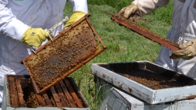 La Provincia promociona la Semana Nacional de la Miel con actividades virtuales