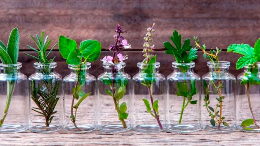 12 hierbas aromáticas para cultivar en agua