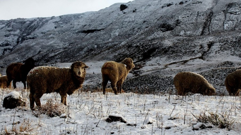 Neuquén declara emergencia agraria