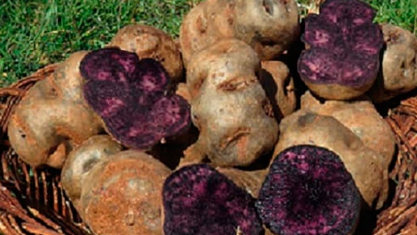 En Perú desarrollan papa morada de alto valor nutritivo para combatir la anemia