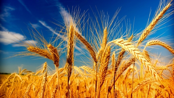 El trigo argentino consolida su liderazgo en Brasil y condiciona la próxima siembra del vecino país