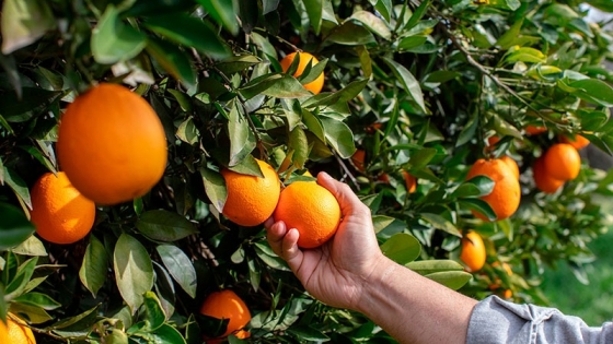 Las naranjas de Valencia: un tesoro cítrico que deleita paladares globales
