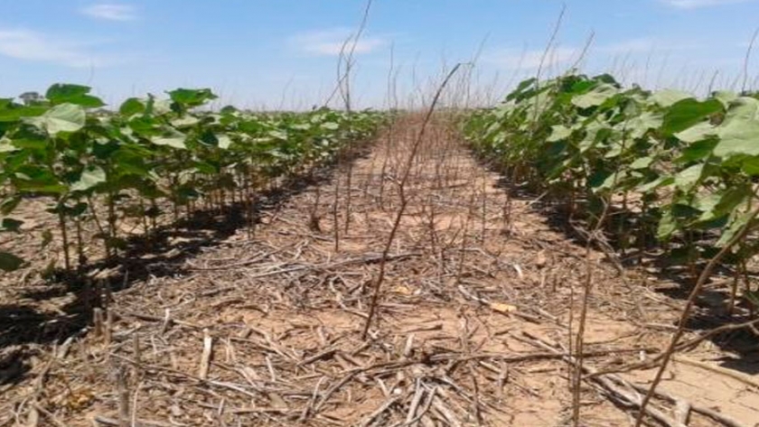 Efecto de diferentes antecesores sobre el cultivo de algodón