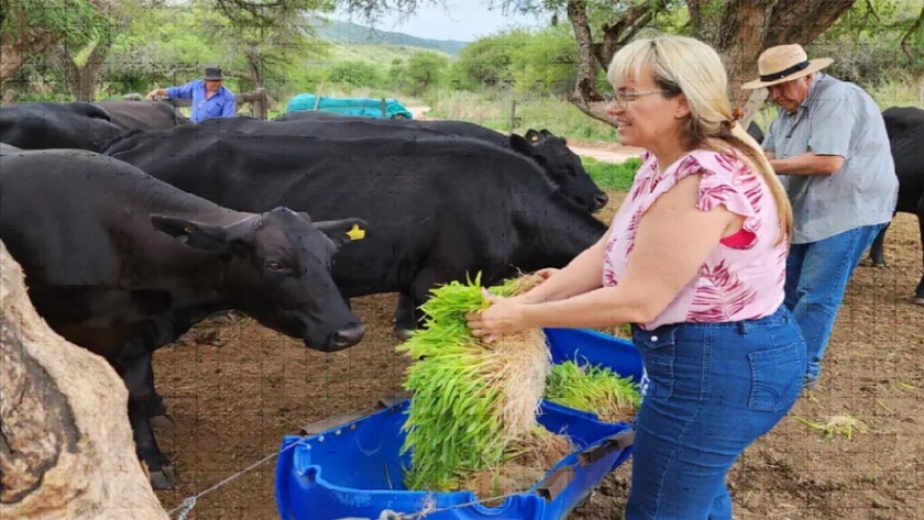 Triple impacto: producen forraje verde hidropónico en el norte de Córdoba
