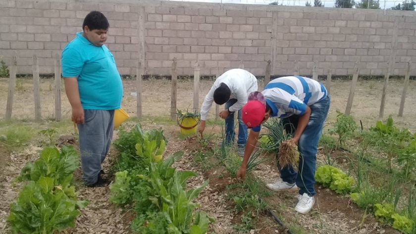 Amor por la huerta y su cuidado en tiempos de pandemia