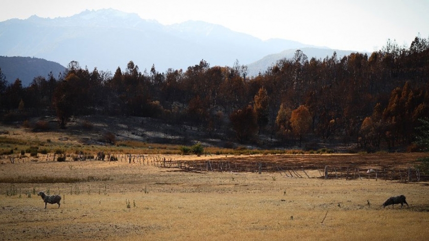 Incendio en El Bolsón: se acompaña a los pobladores rurales con asistencia veterinaria y forrajes