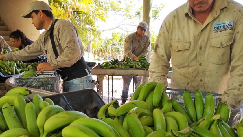 Continuos aportes de los CEDEVA al Plan Alimentario Nutrir