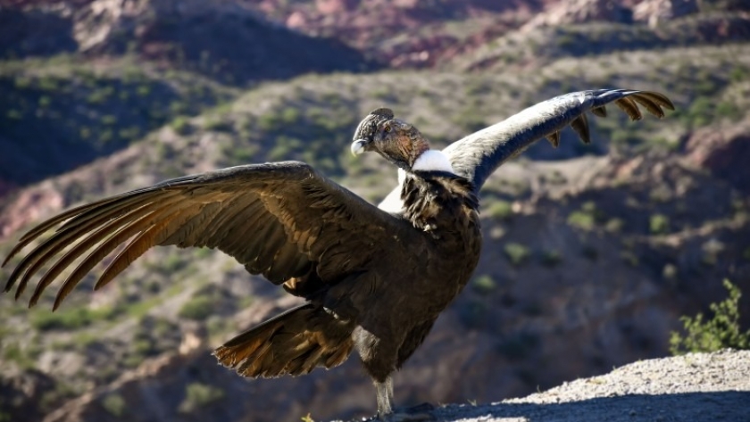El cóndor andino Misky Achikyay volvió a volar en su hábitat