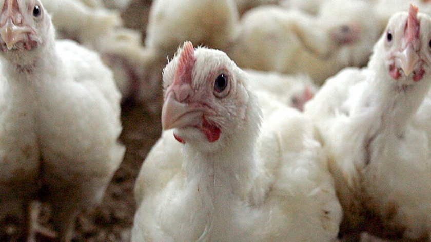 Tras un segundo caso de gripe aviar en un mes, Holanda sacrifica 200.000 aves de granja