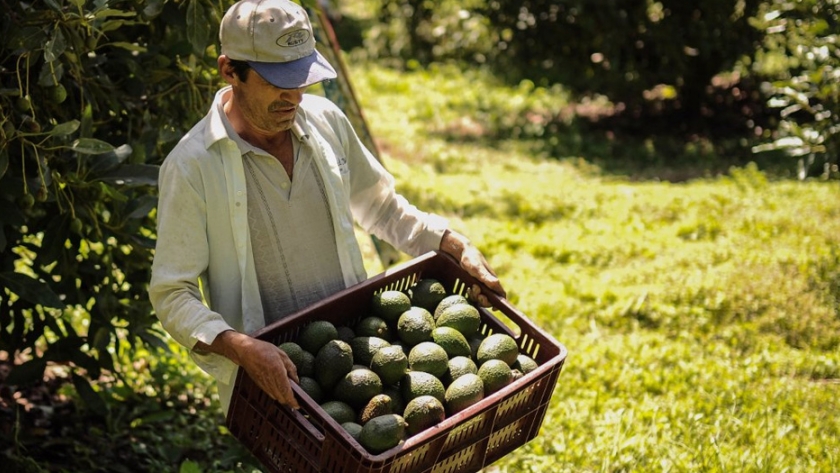 Tras siete años de trabajo conjunto, Colombia podrá exportar aguacate hass a Chile