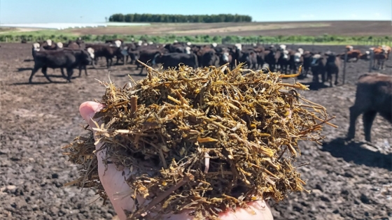 Manejo de alfalfa: ¿Cómo evitar niveles indeseables de ácido butírico en ensilajes?