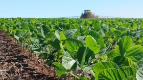 Soja: mal pronóstico para la zona núcleo