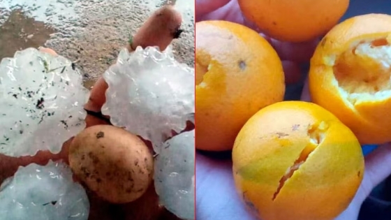 Productores de cítricos del norte entrerriano enfrentan pérdidas históricas tras intensas tormentas de granizo