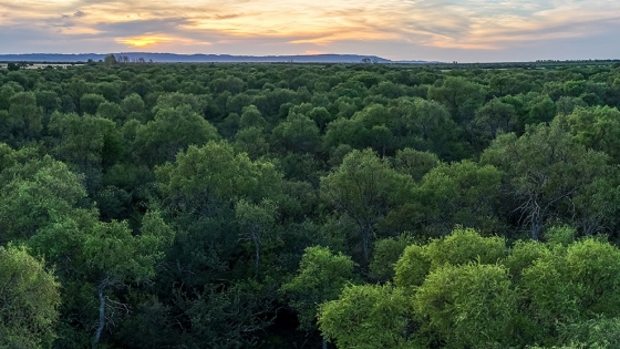 Córdoba distribuye más de $535 millones para conservar bosques nativos