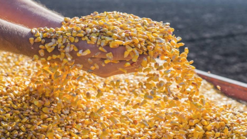 Los conflictos por el maíz no distinguen fronteras 