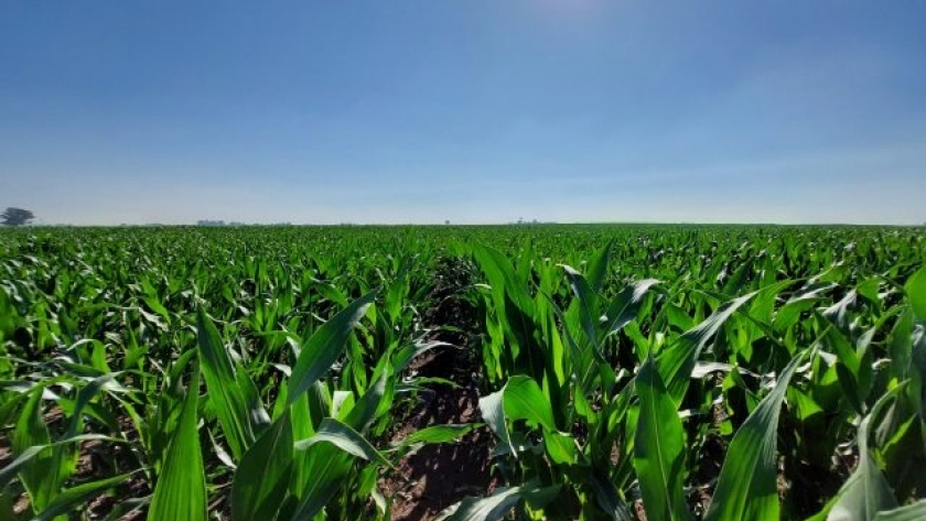 “A través de la nutrición, es posible descarbonizar la producción de maíz”