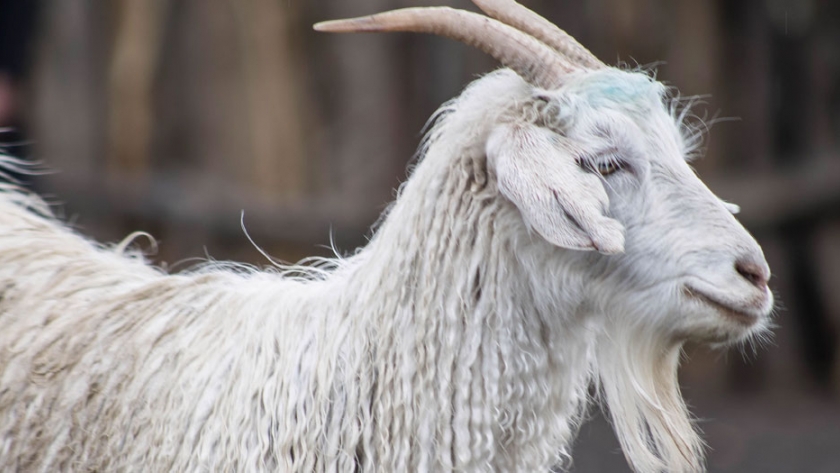 Neuquén es la provincia patagónica que más valor le sacó al mohair
