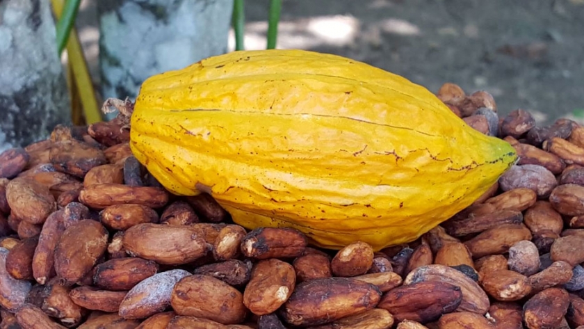 Exportación de cacao aumentó un 2,5% en 2020, pese a la pandemia