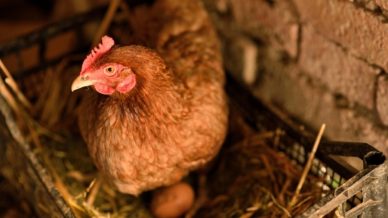 Revolución en la avicultura argentina: el impacto del apilado sanitario de cama de pollo