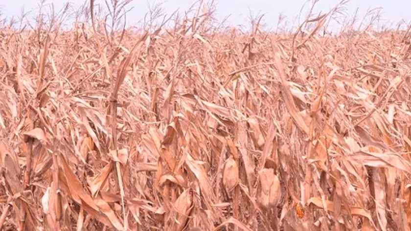 Maizar lanzó la convocatoria del primer remate de maíz de la década