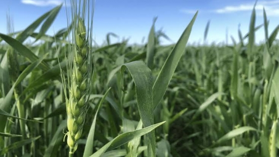 Rendimiento del trigo: las lluvias reactivaron las expectativas