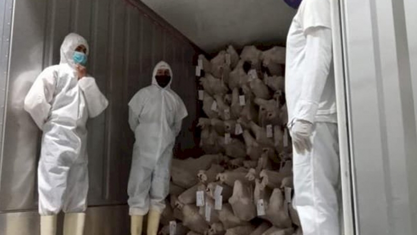 Las exportaciones de carne caprina aumentaron 99%