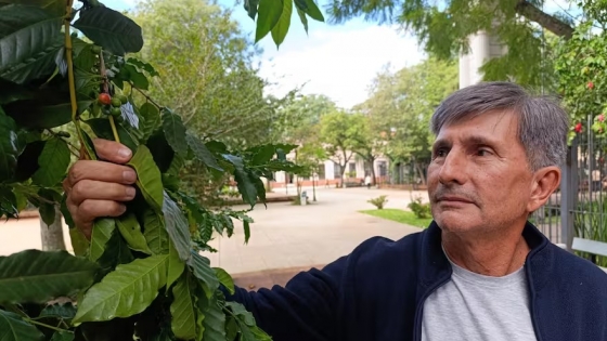Misiones busca convertirse en potencia cafetera con ley y fondo estatal para pequeños productores