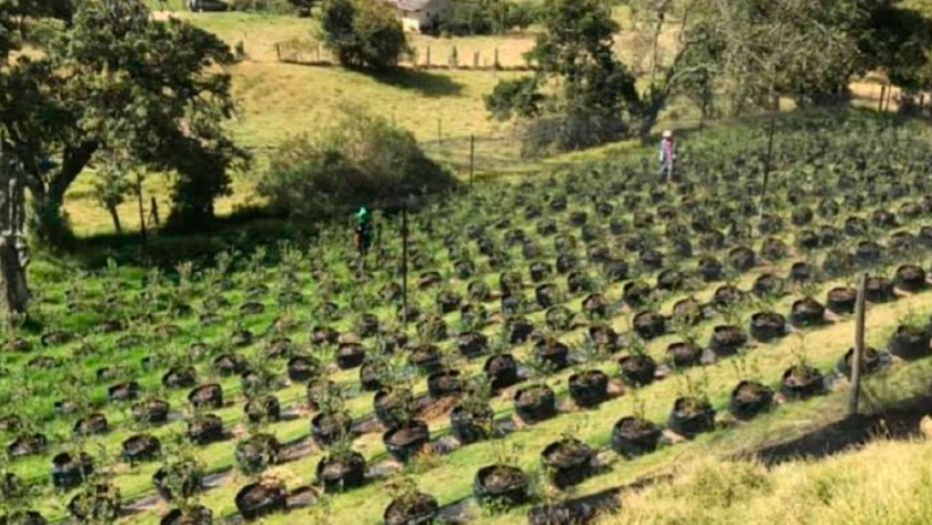 Volver al campo, una decisión de vida que vale la pena intentar