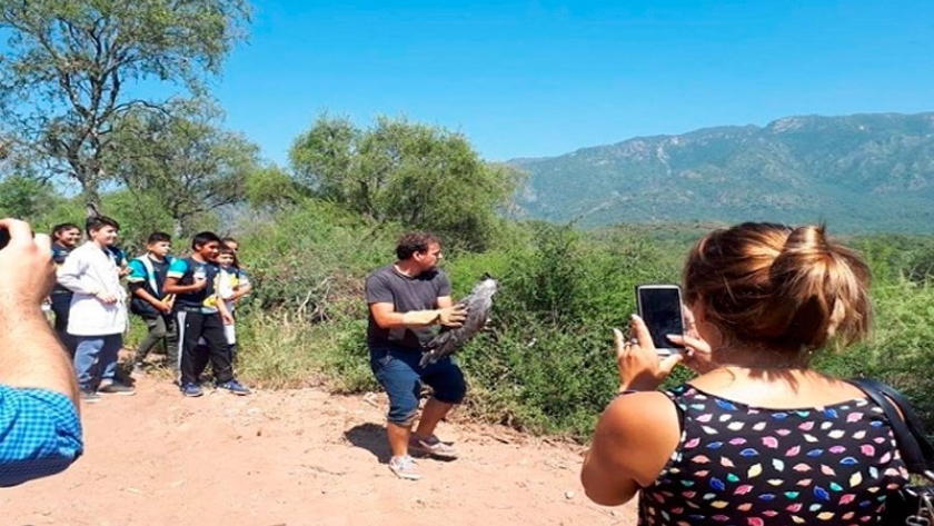 Liberan en La Rioja, Águila Coronada rehabilitada en Tucumán