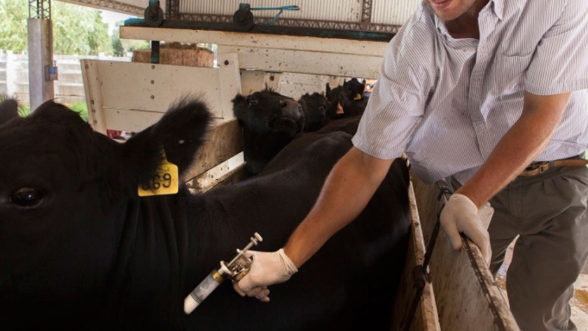 Crece la cantidad de establecimientos libres de brucelosis bovina en Argentina