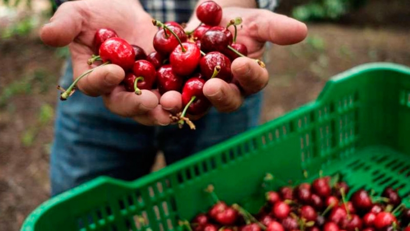 Cereza: balance positivo pese a las complicaciones