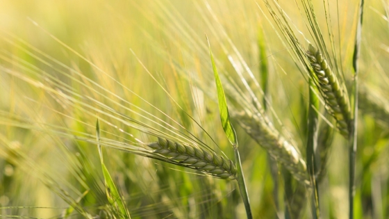 INTA advierte que la nutrición y la compactación del suelo limitan el potencial del trigo y elevan las pérdidas de rendimiento